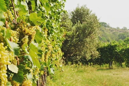 Tra Storia e Futuro: Degustazione Vini e Light Lunch/Dinner sulle Colline del Garda 25